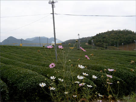 월남사지 주변의 녹차밭 